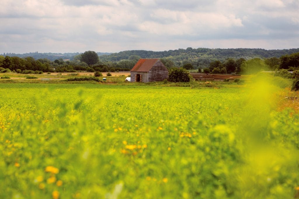 A countryside landscape - a field full of yellow flowers and foliage in the foreground with a barnin the background
