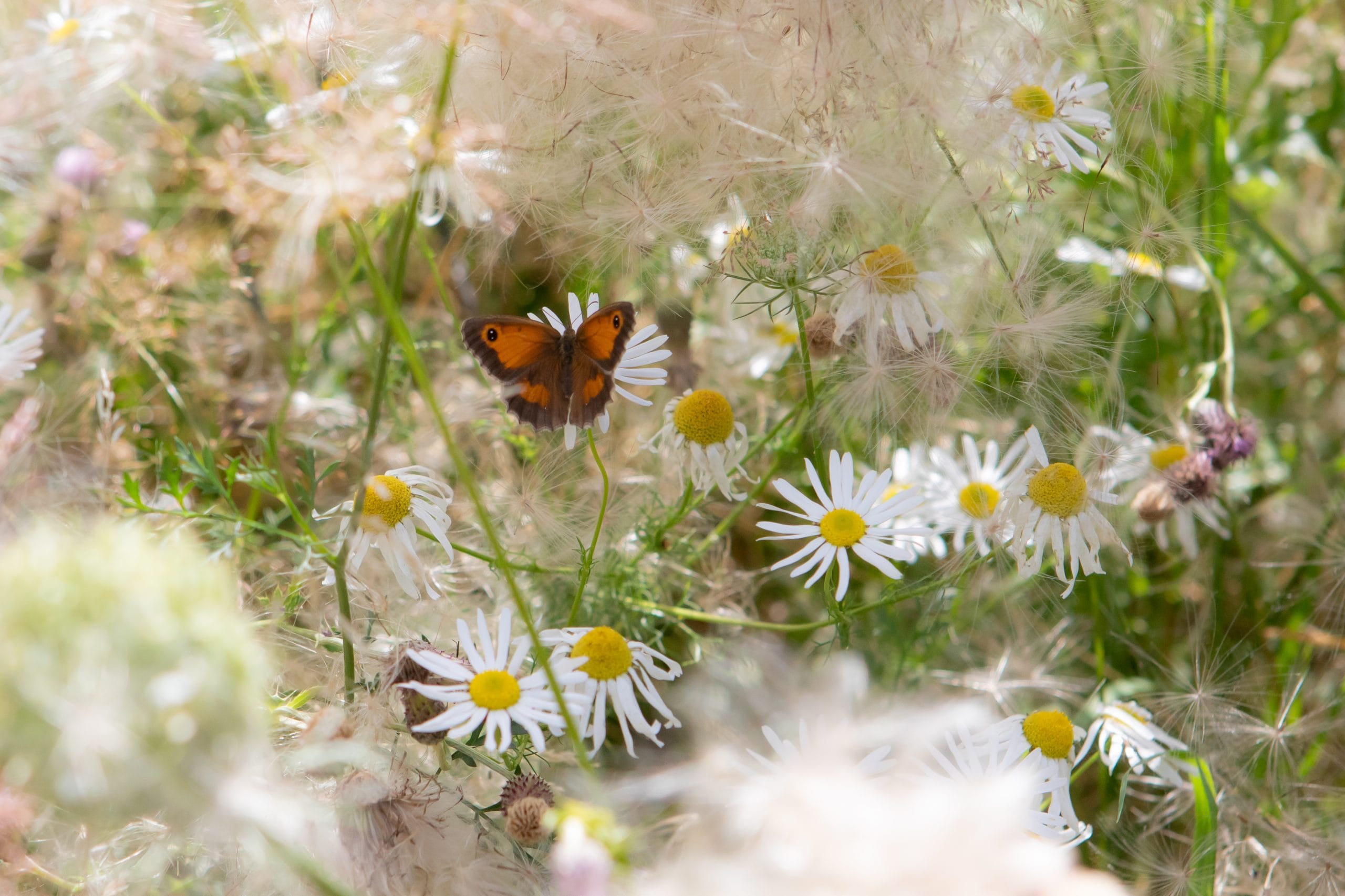 butterfly-walk-24-10