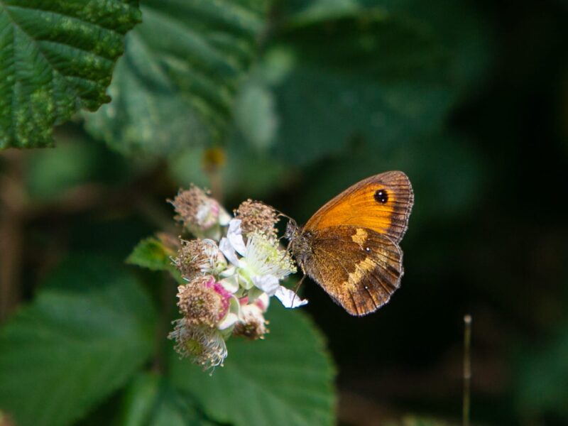 finished-butterfly-walk-July-22-3800