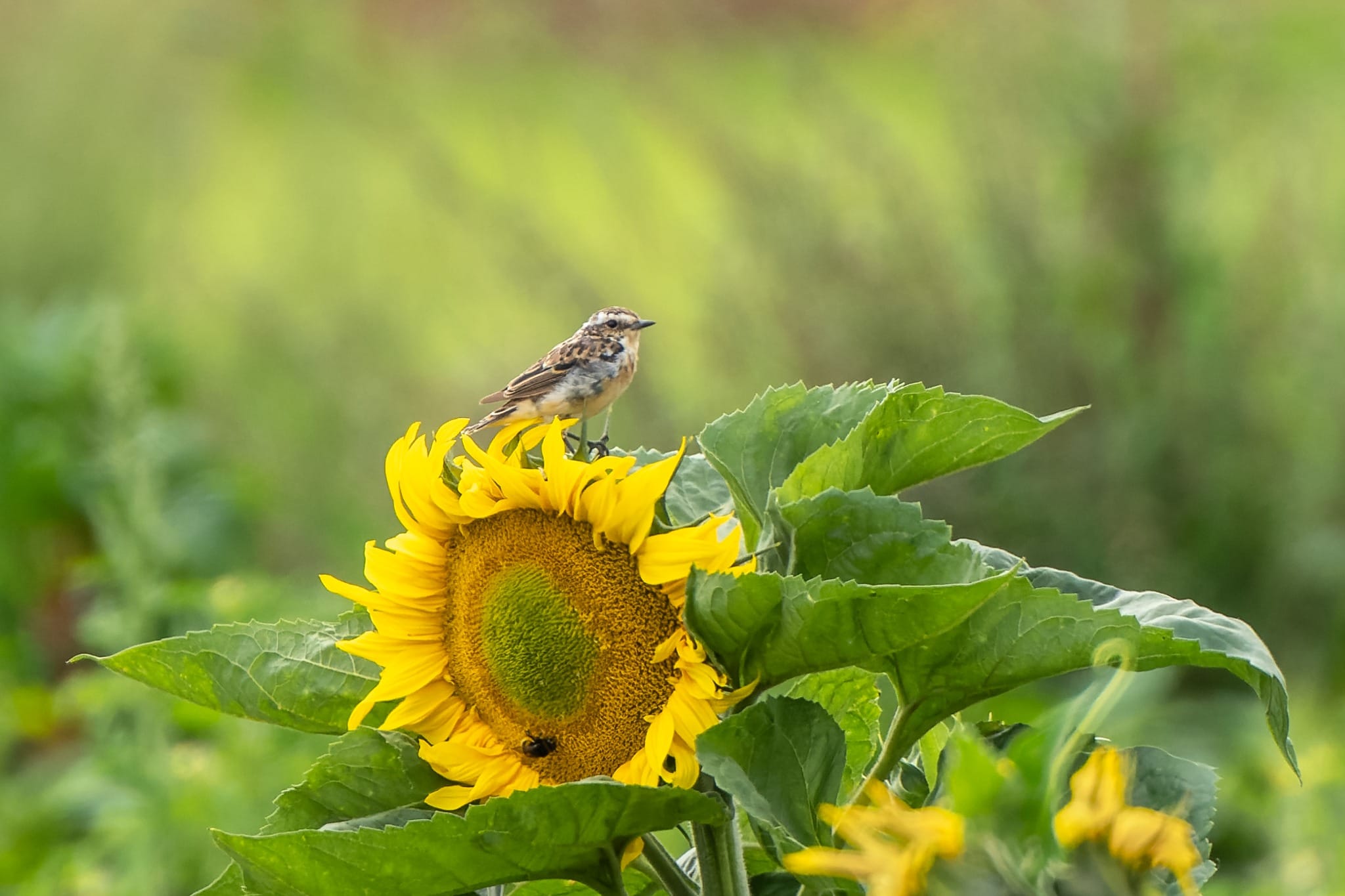whinchat-dave-watson