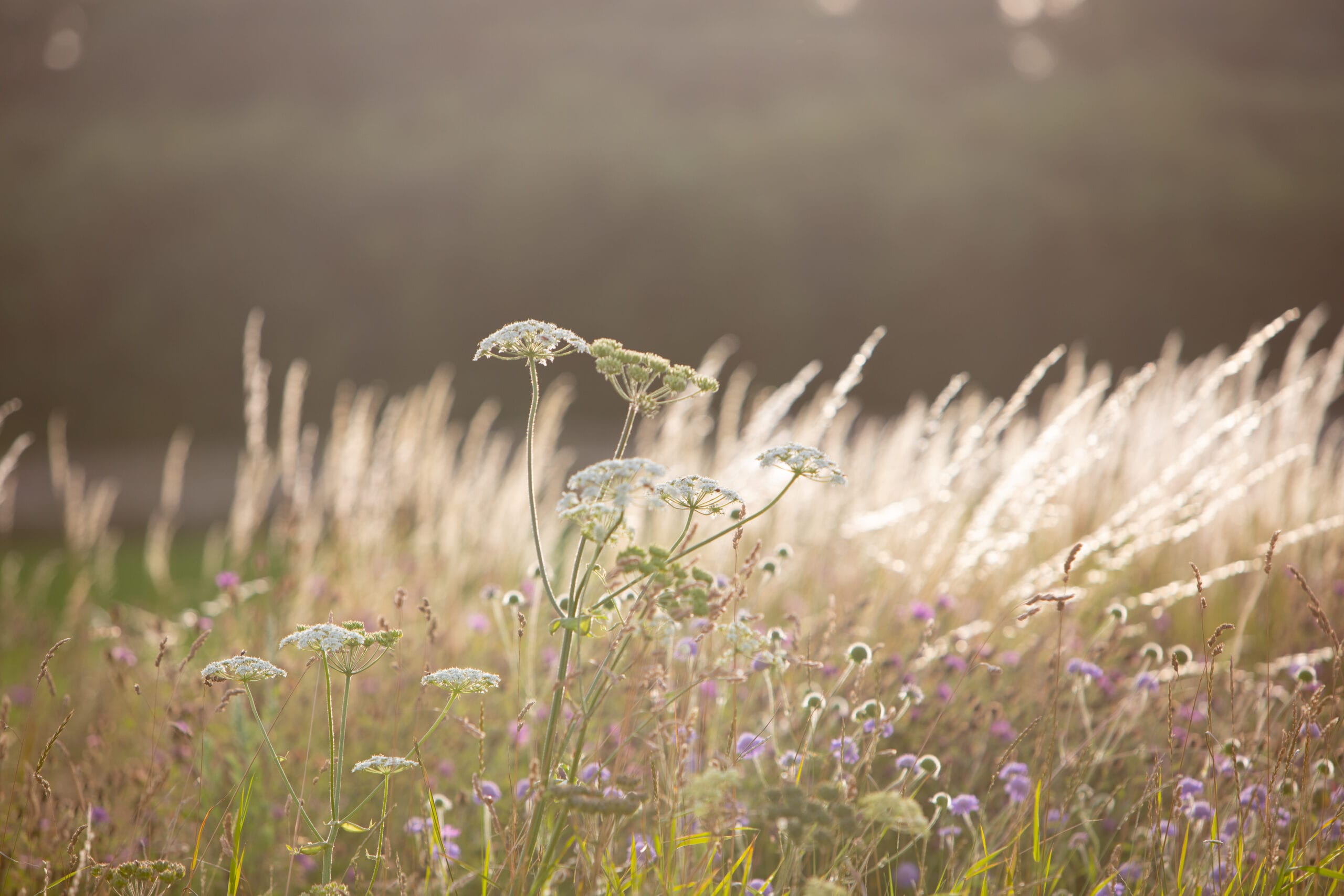 wild-flowers-2