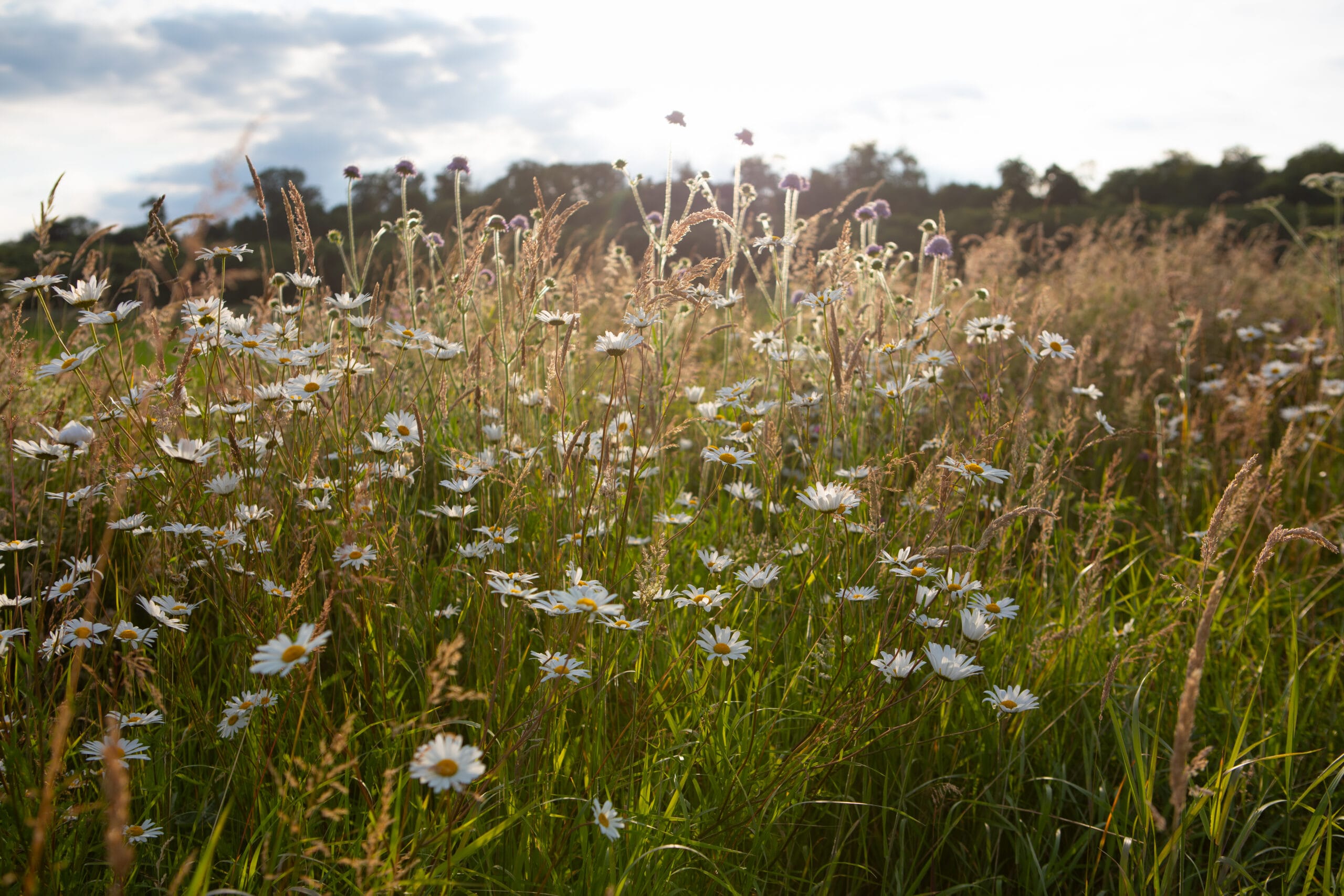 12. Grasslands