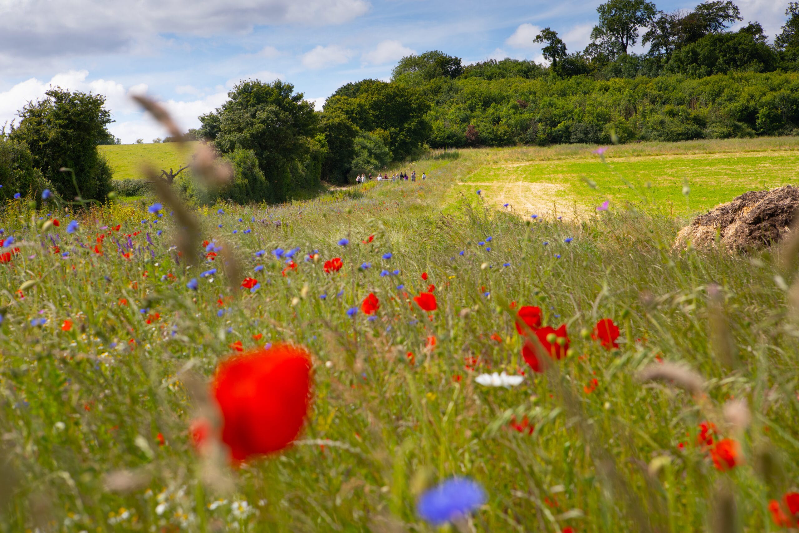 4. Field Margins