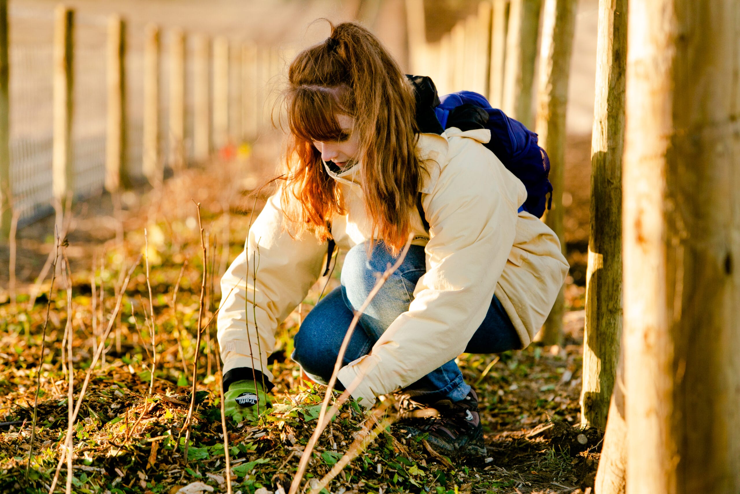 Hedge-day-3-1582