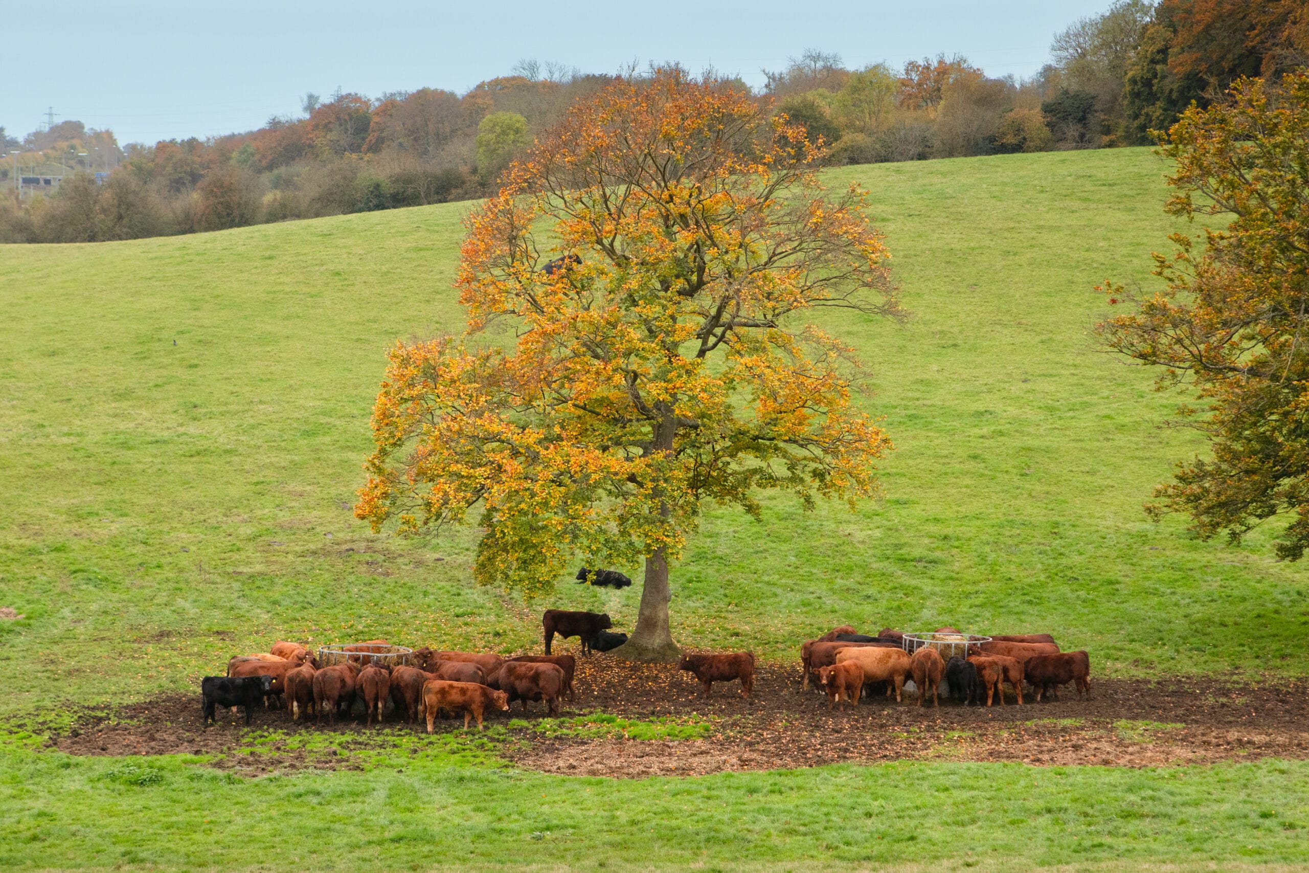 agroforestry-1
