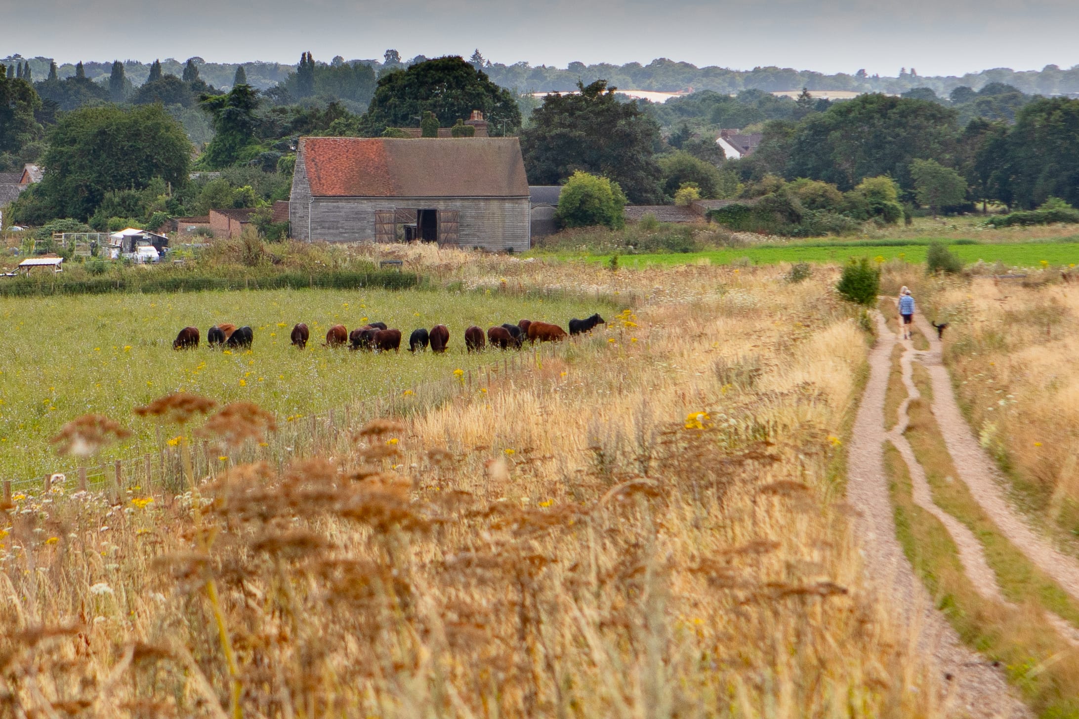 agroforestry-18-(1)