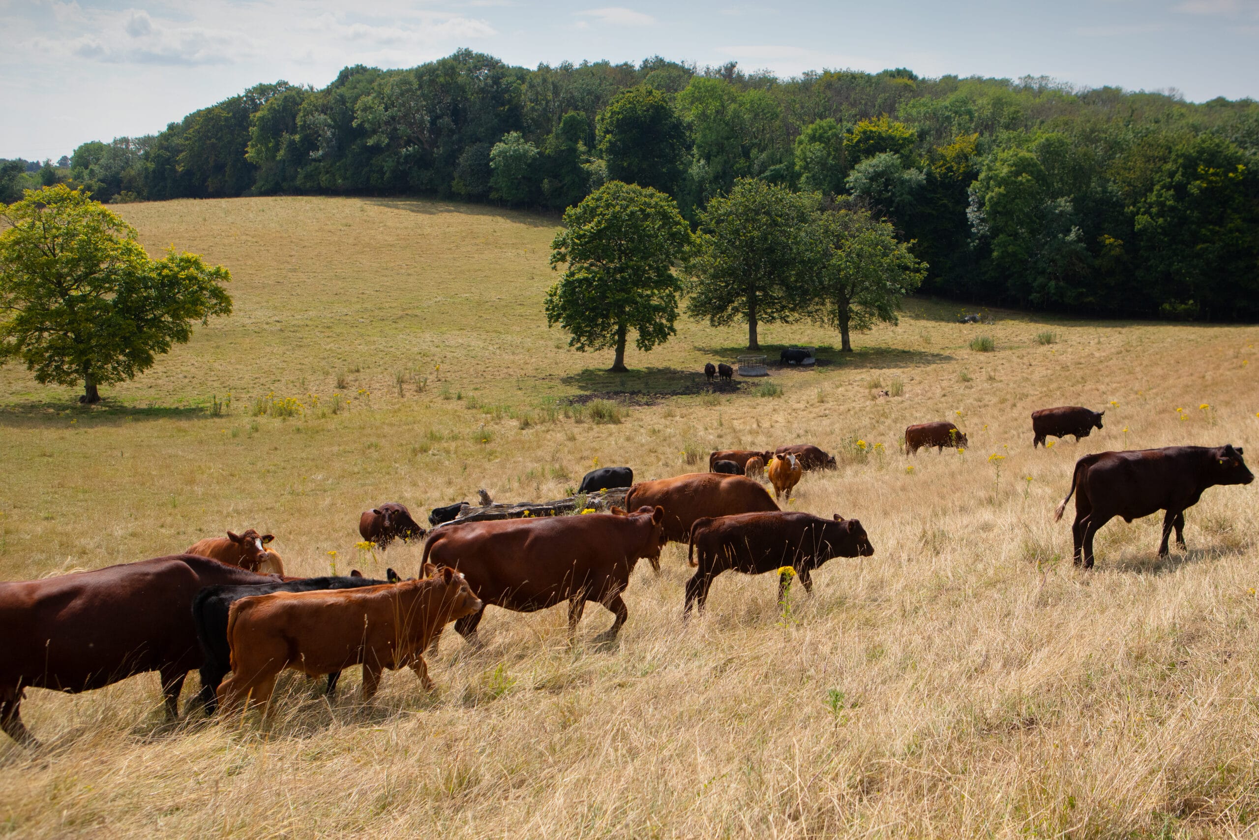 agroforestry-19