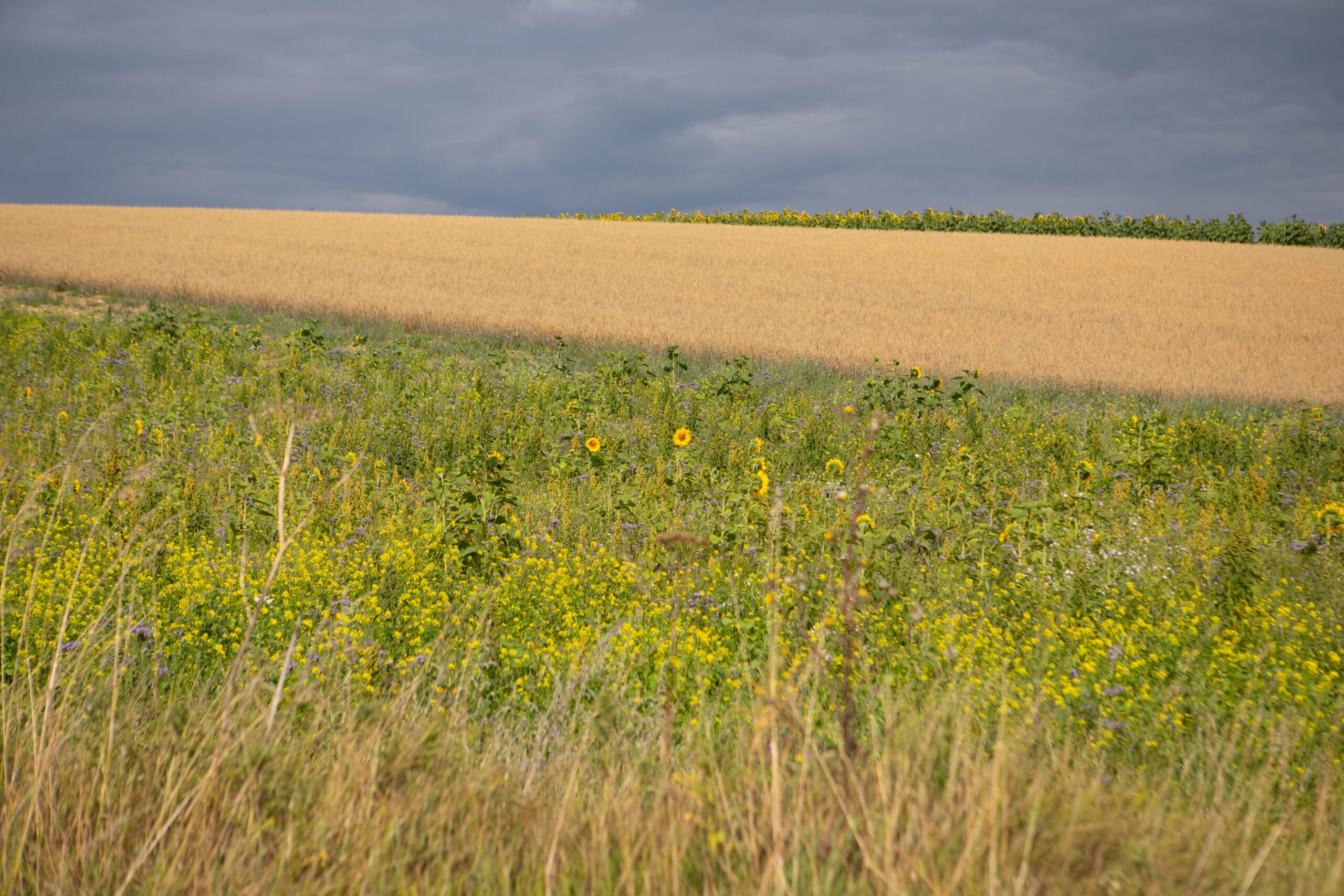 agroforestry-5